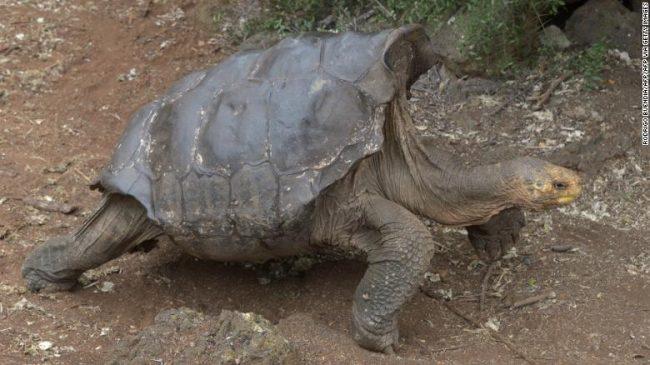 This playboy tortoise saved his entire species. Now he's going home