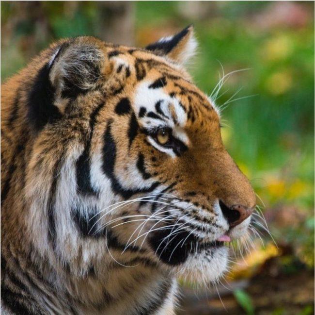 Tiger tests positive for Covid-19 at US zoo
