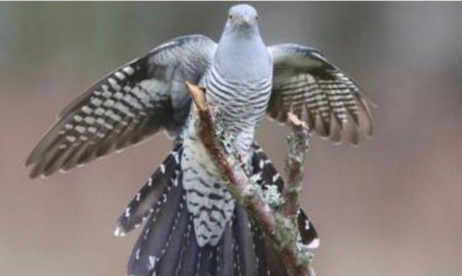 Epic 7,500-mile cuckoo migration wows scientists