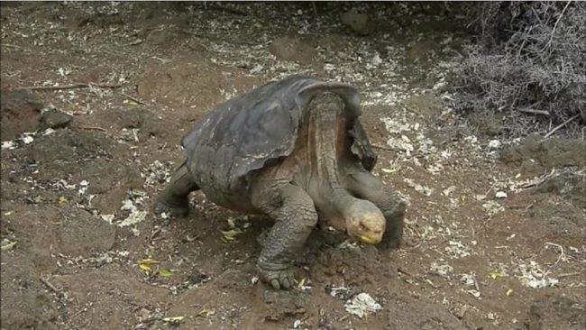 Diego, the tortoise with a species-saving sex drive, retires