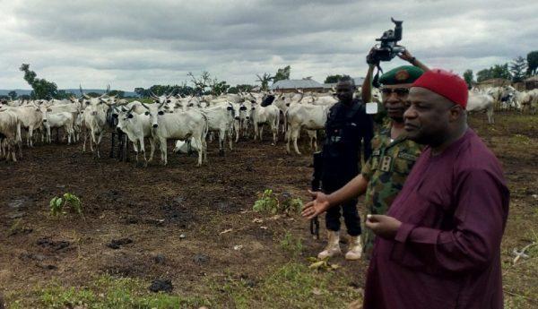 Army recovers 711 cows, 592 sheep from bandits