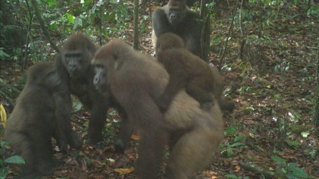 World's rarest great ape pictured with babies in Nigeria