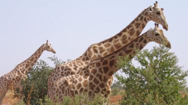 Gunmen kill eight wildlife tourists in Niger