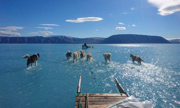Climate chANGE - Husky dogs wade over sea ice during an expedition in north-western Greenland, where ice loss has been triggered by rising sea levels and atmospheric temperatures. Photograph: Steffen Olsen/Centre for Ocean and Ice at the/AFP/Getty Images