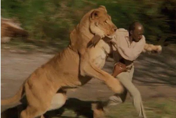 Lion grabs man alive