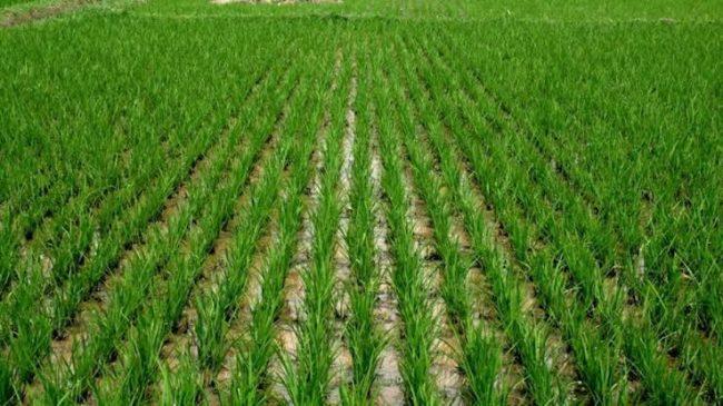 FG to inject over N600bn into agriculture, minister says