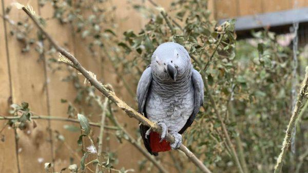 Parrots at wildlife part swearing at visitors