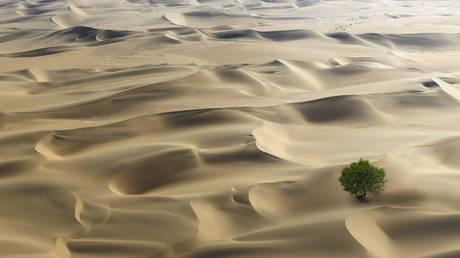 New satellite survey reveals Africa’s deserts 'actually filled with BILLIONS of trees'