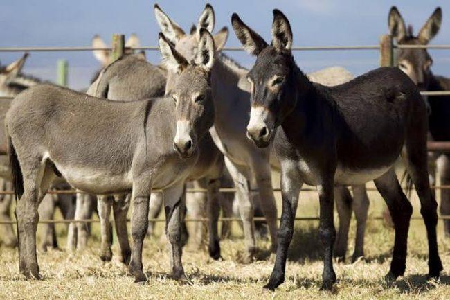 Donkeys to be bred by NAPRI