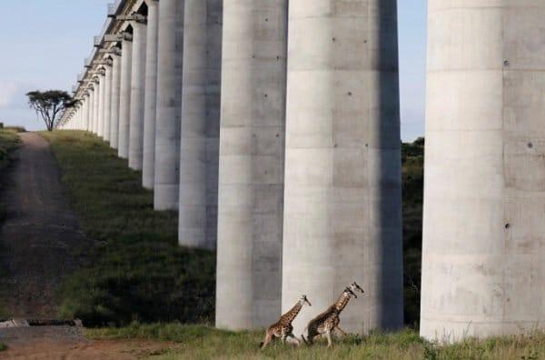 Giraffes cross under a bridge of the Standard Gauge Railway (SGR) line, inside the Nairobi National Park in Nairobi, Kenya May 25, 2020 [Baz Ratner/Reuters]