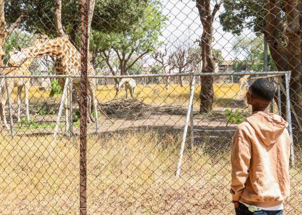 Petition against relocation of Kano Zoo gets more signatures online