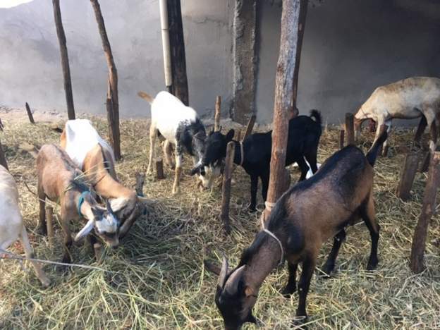 Mozambique goat awarded special certificate