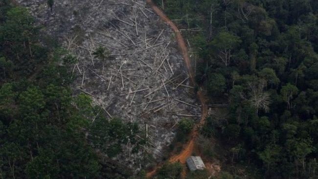 Amazon deforestation since Jair Bolsonaro took office