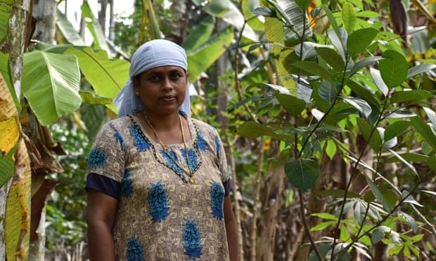 Sheeja CG, a 46-year-old farmer, last month increased her income dramatically by mortgaging 53 of her trees at the local bank, in return for 2,650 rupees (£26.96). Photograph: Ajith Tomy/Thanal