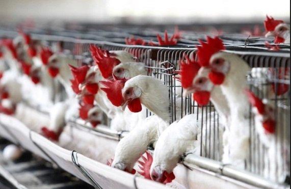 Senegal reports bird flu outbreak on poultry farm