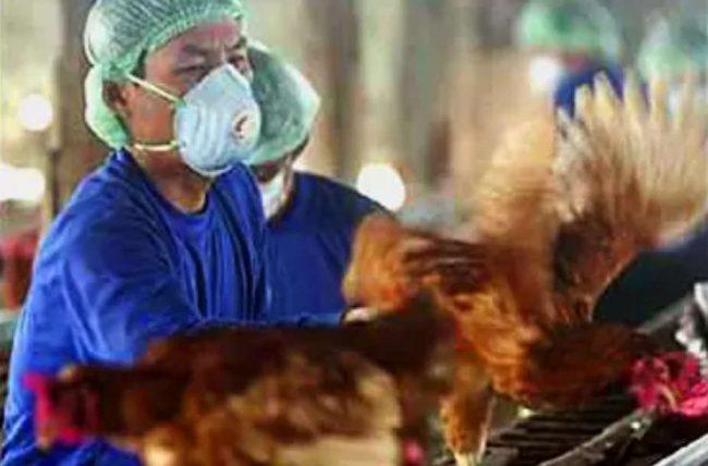 Russia reports first human cases of H5N8 bird flu