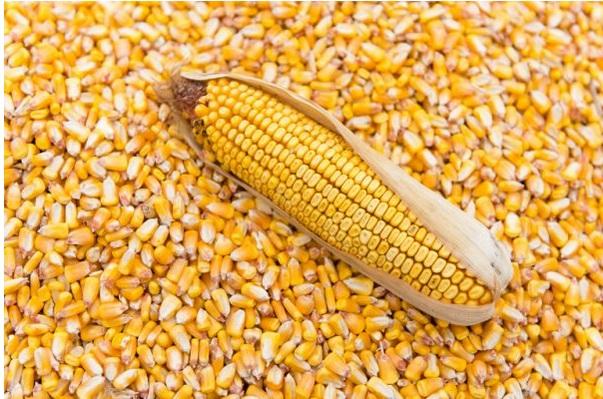 Farmers to FG: Sustain maize importation ban