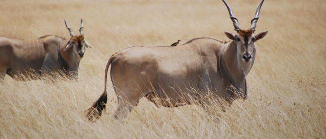 Kano zoo gets two elands, awaits zebra