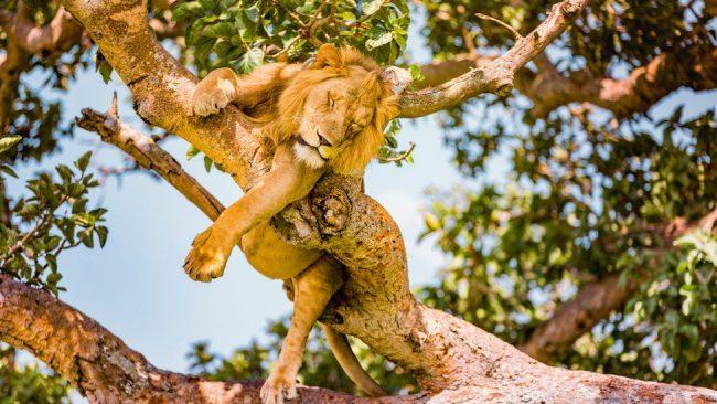 Uganda: Six lions found dead in Queen Elizabeth National Park