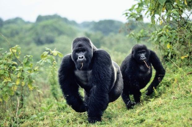 silver-back gorillas