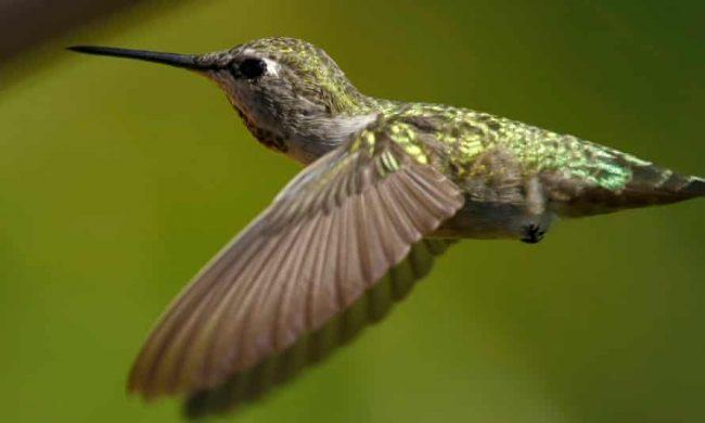 Canada: hummingbirds succeed in halting controversial pipeline construction