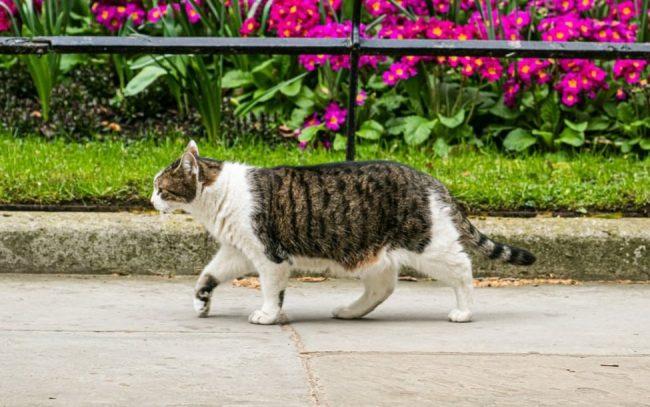 Cat owners may be forced to microchip pets as UK thefts soar