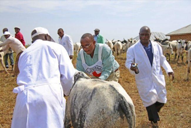 Ganduje to launch mass cattle and small ruminants vaccination campaign