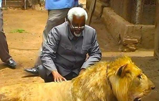 Pet lions escape in Somaliland causing havoc