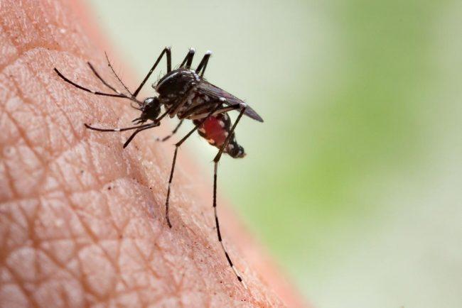 genetically engineered mosquitos