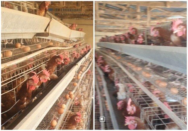 FEC approves additional N665m for poultry farmers in four states