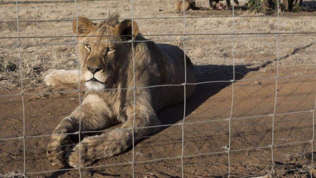 South Africa to ban lion breeding for cub petting