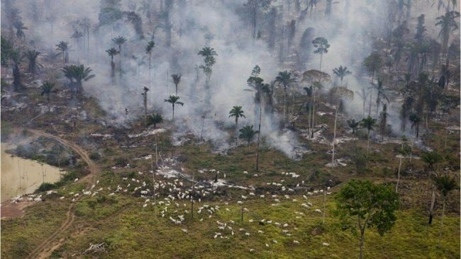 UK supermarkets warn Brazil over Amazon land bill