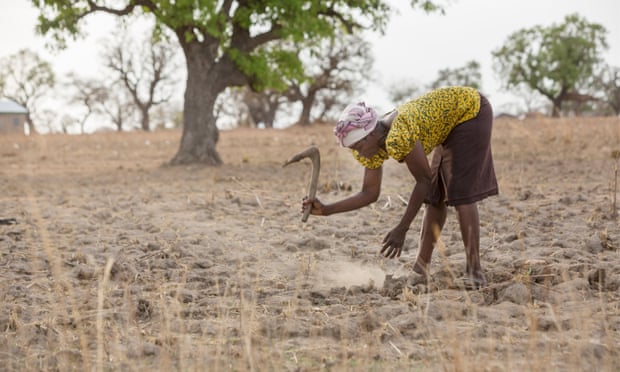A farmer attempts to cultivate maize in a drought-stricken field in northern Ghana, West Africa. Photograph: Alamy