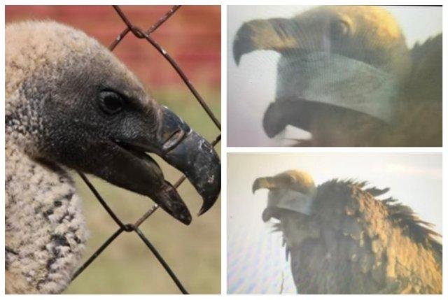 Critically endangered vulture freed of PVC pipe stuck in its beak