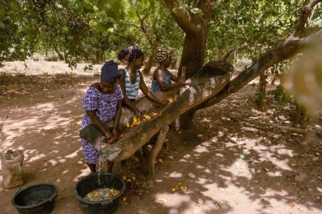 Guinea-Bissau’s cashew farmers survive tough times