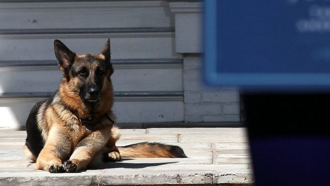 Bidens announce death of 'beloved' dog Champ