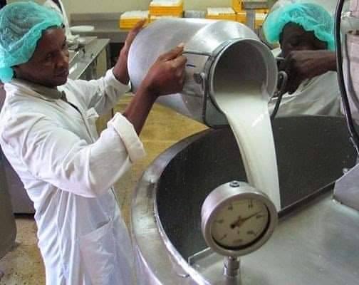 Kano to boost Nigeria milk production with 50,000 litres daily