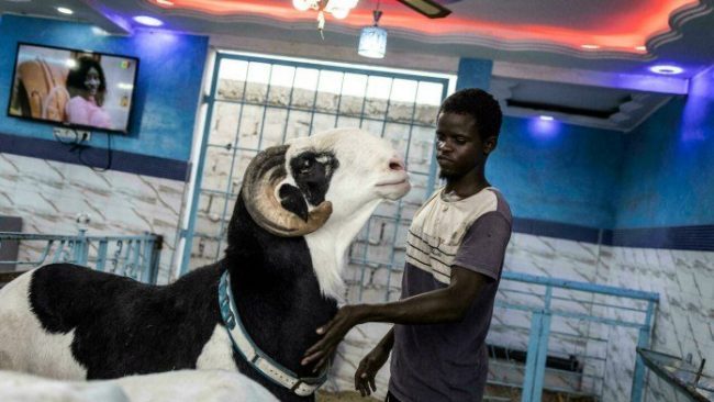 In Senegal, a giant sheep prized for Eid