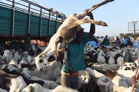 Prices of ram, animals soar in Bauchi