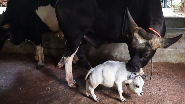 Dwarf cow Rani finds fame in Bangladesh