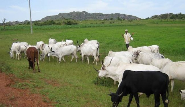 fulani cattle grazing