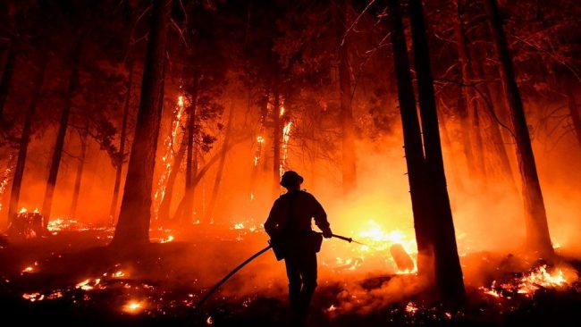 World's biggest tree gets blanket as US fire rages