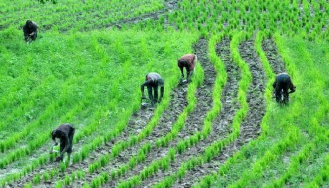 Farmers take advantage of NiMet forecast for more crops
