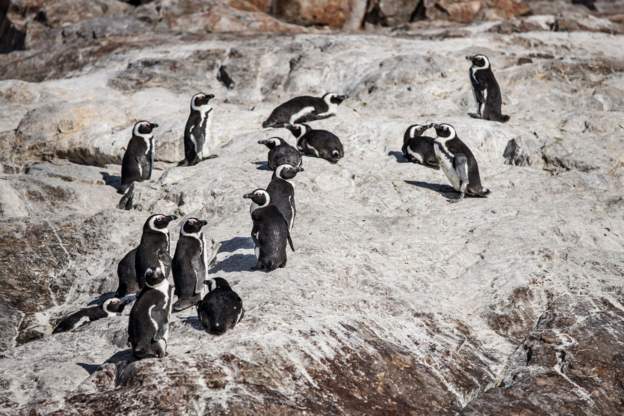 Bees kill endangered South Africa penguins