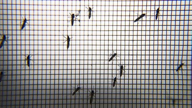 Scientists in Tanzania innovate to combat mosquitos in their burrow
