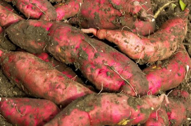 FG trains 600 potato farmers in Kaduna