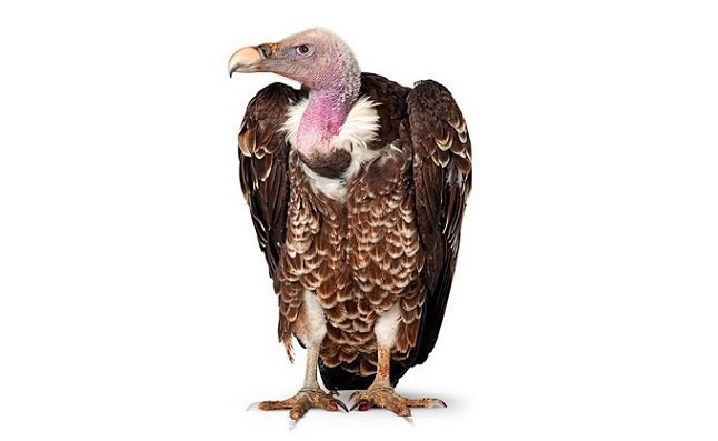 Foundation plans for conservation of vultures to sustain ecosystem