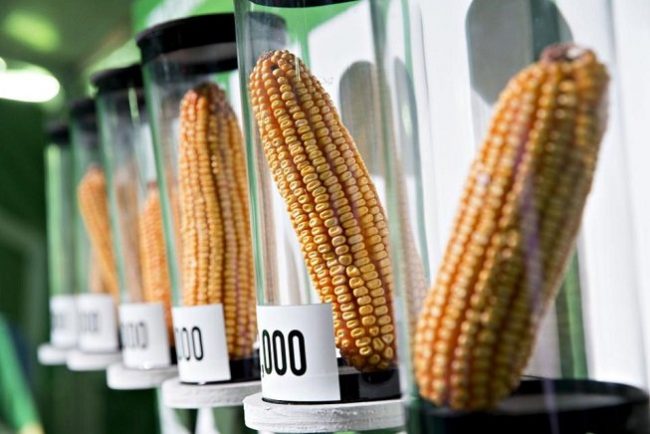 Nigeria grants approval for genetically modified maize