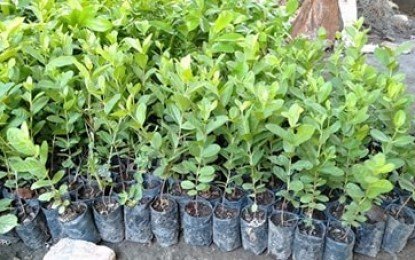 Oxfam-Line Project distributes 18, 000 tree seedlings to fight desertification