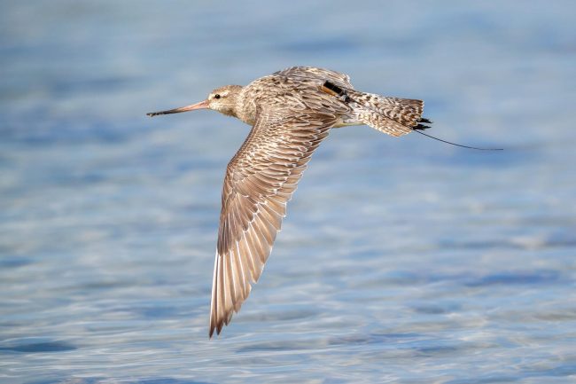 These mighty shorebirds keep breaking flight records—and you can follow along